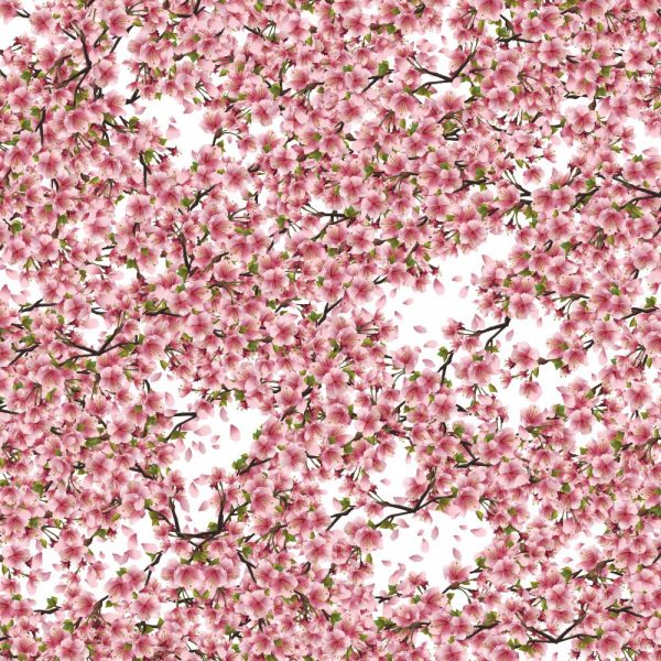 Pink Cherry Blossoms Wallpaper