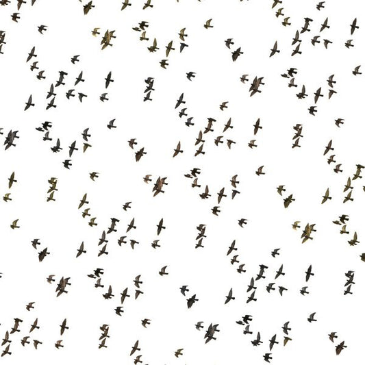 Flock-of-Birds-Black-and-White-Peel-and-Stick-Wallpaper